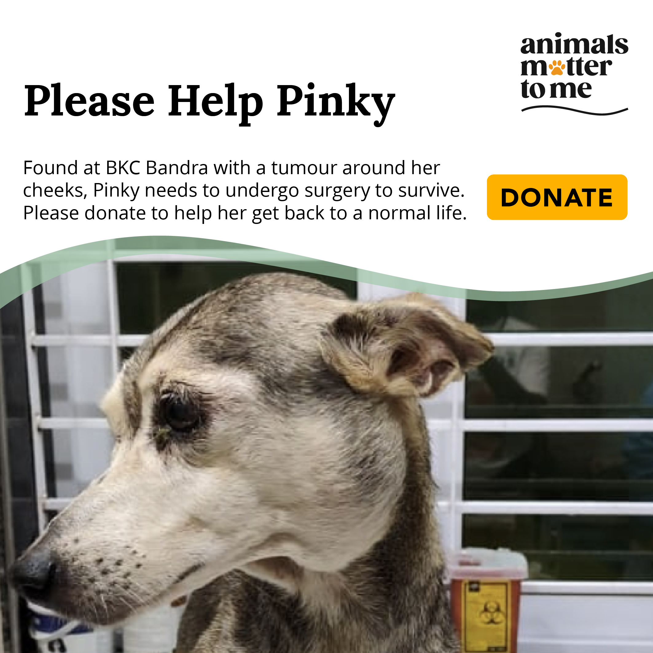 Animal Case - Pinky