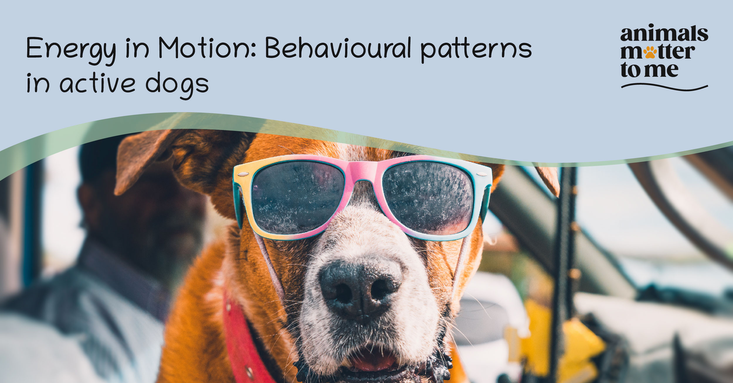 Energy in motion: behavioural patterns in active dgos - Blog Cover