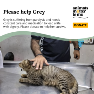 Grey - Animal Case