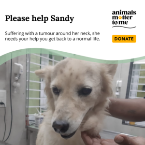 Sandy - Animal Case
