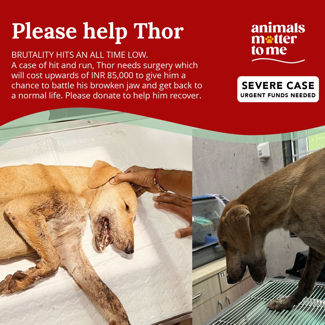 Thor - Animal Case