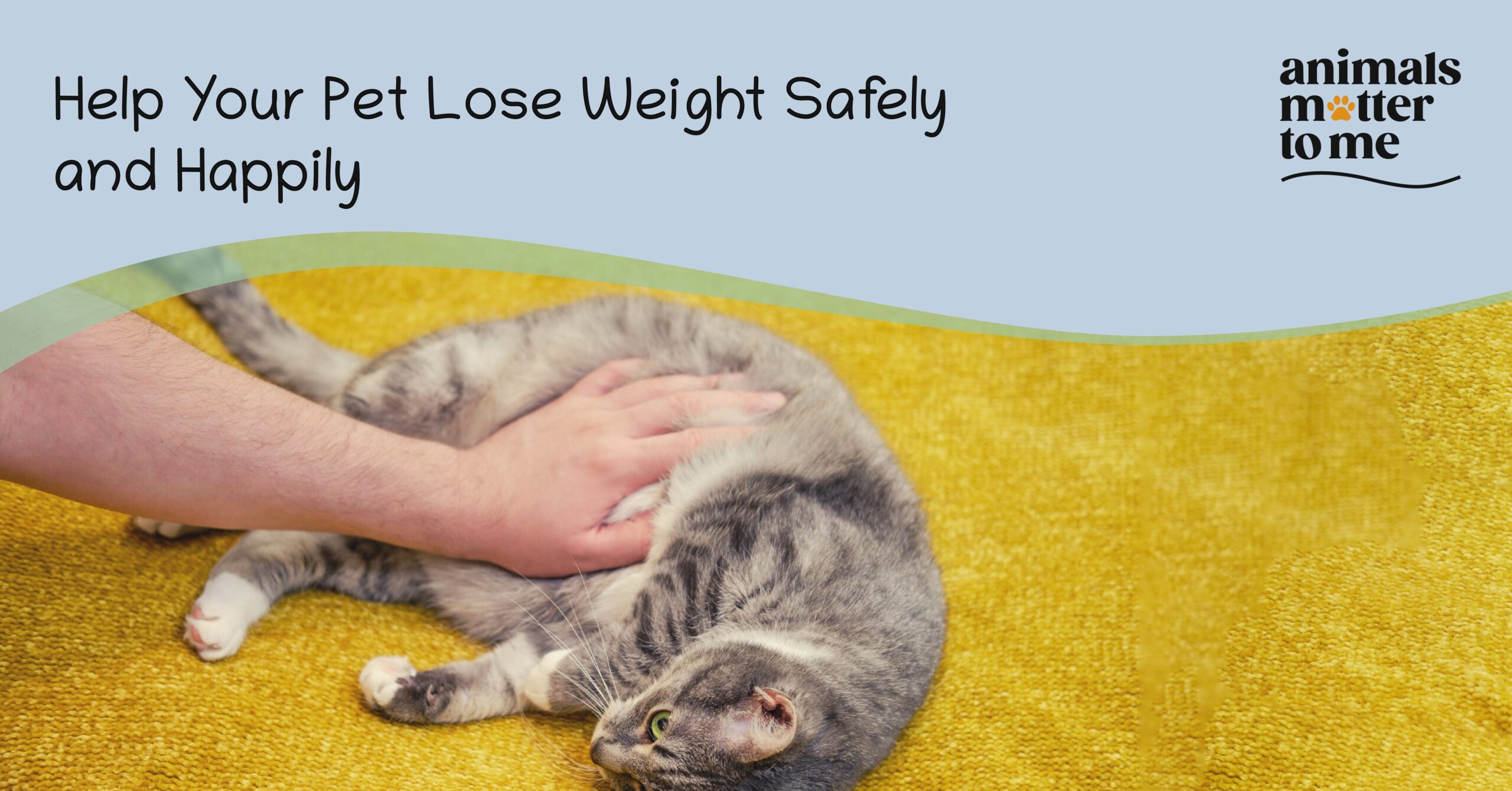 Help your pet lose weight safely and healthily - Blog Cover