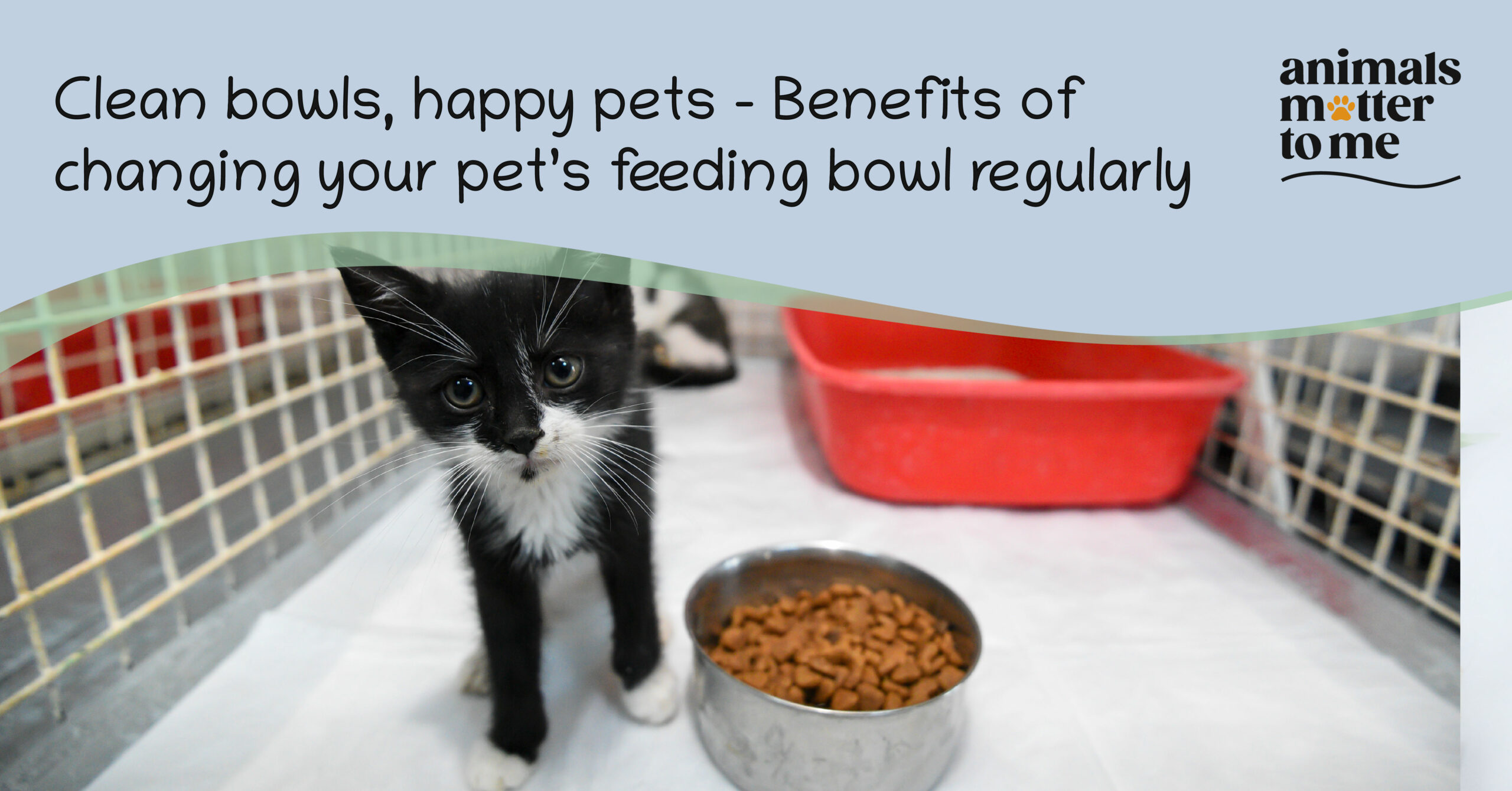 Benefits of changing your pet’s feeding bowl regularly - Blog Cover