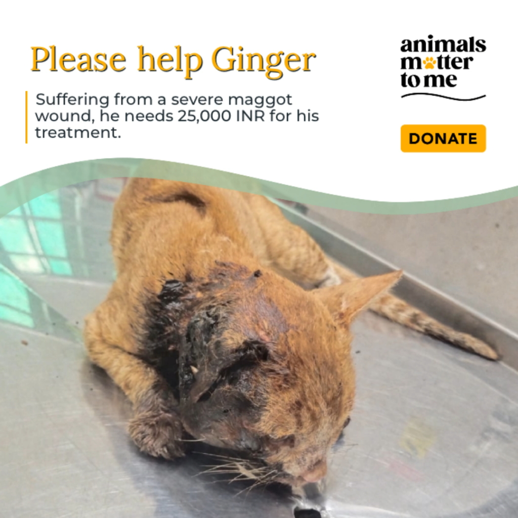 Ginger - Animal Case Cover