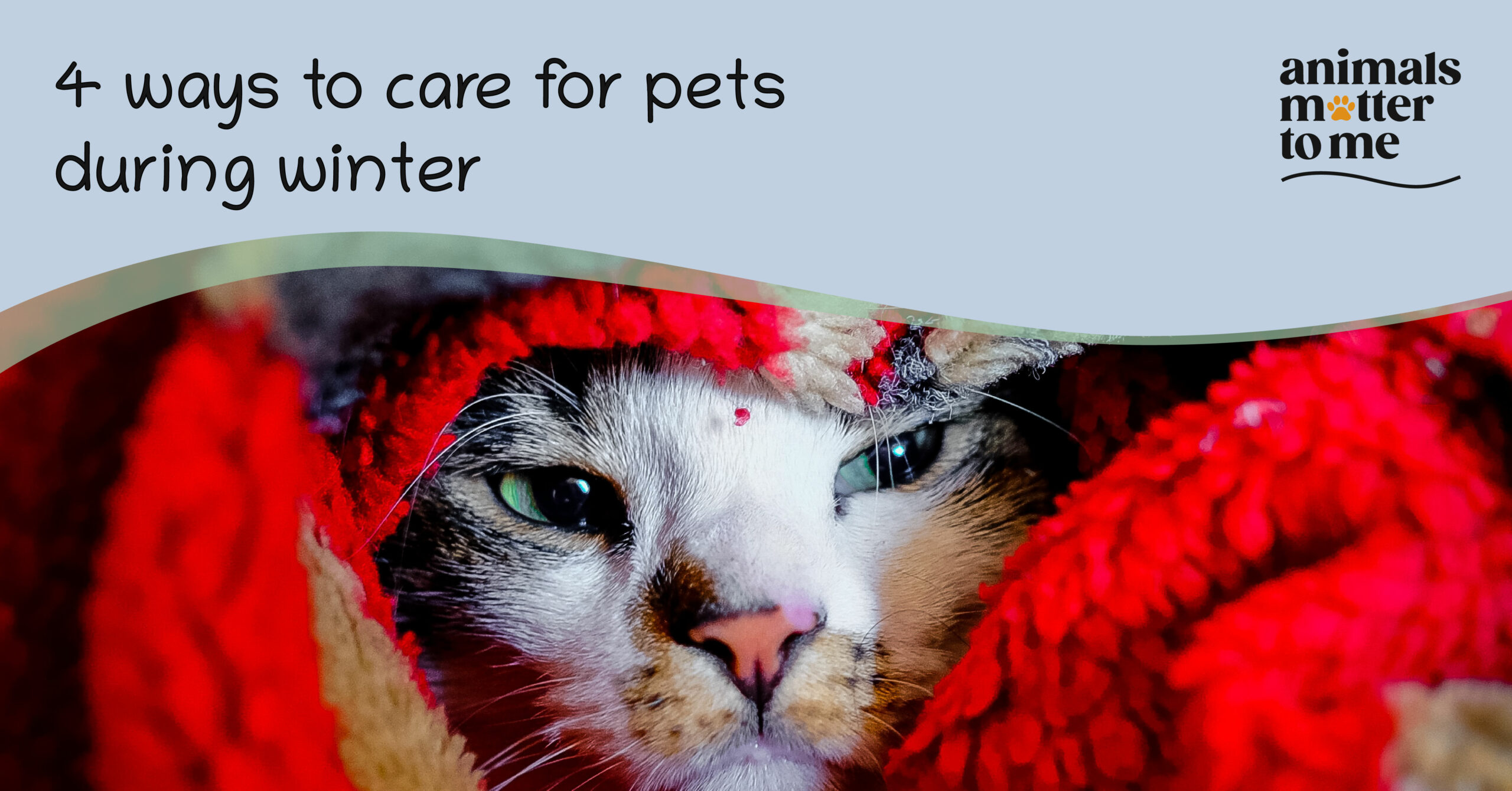 4 Ways to care for pets during winter - AMTM Blog