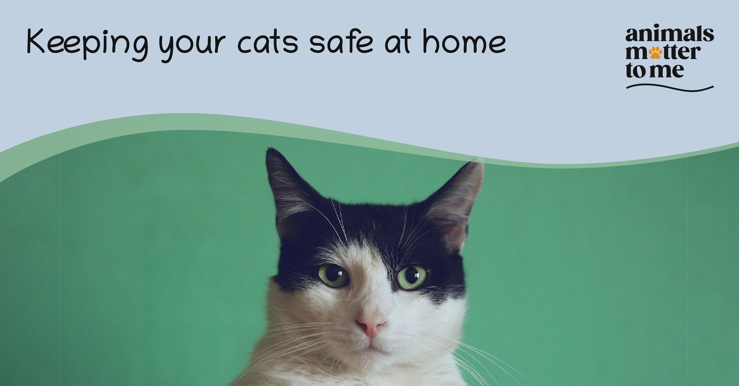Keeping you cats safe at home - Blog Cover
