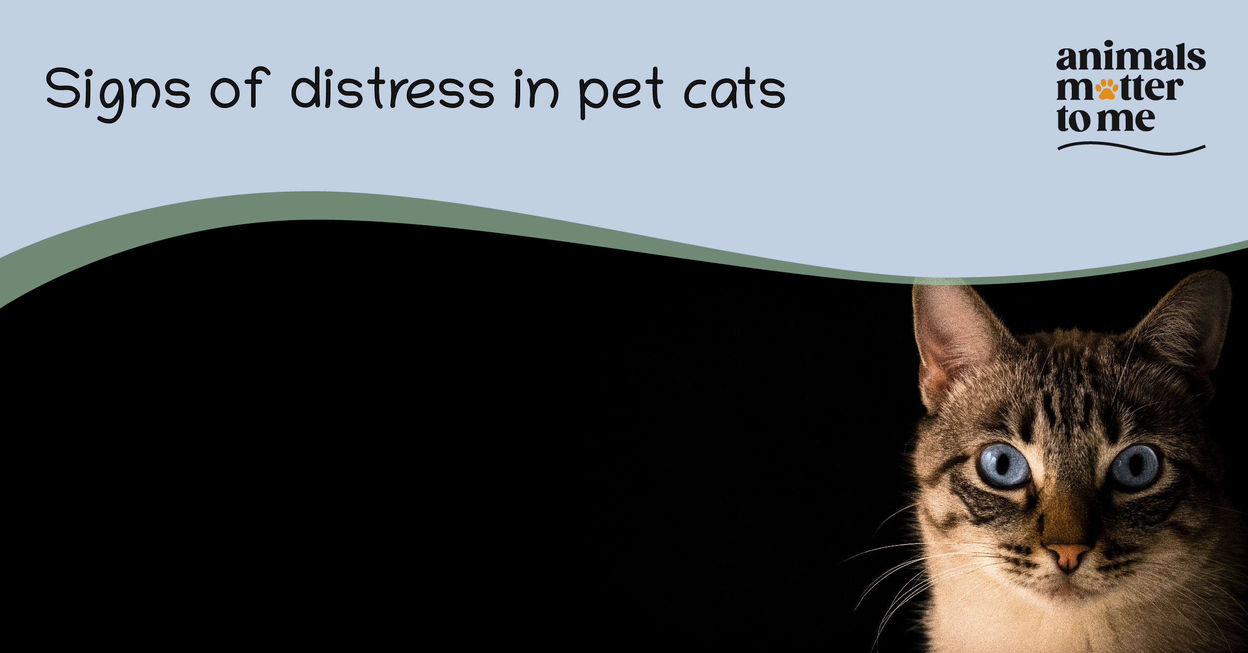 Signs of distress in pet cats - blog cover
