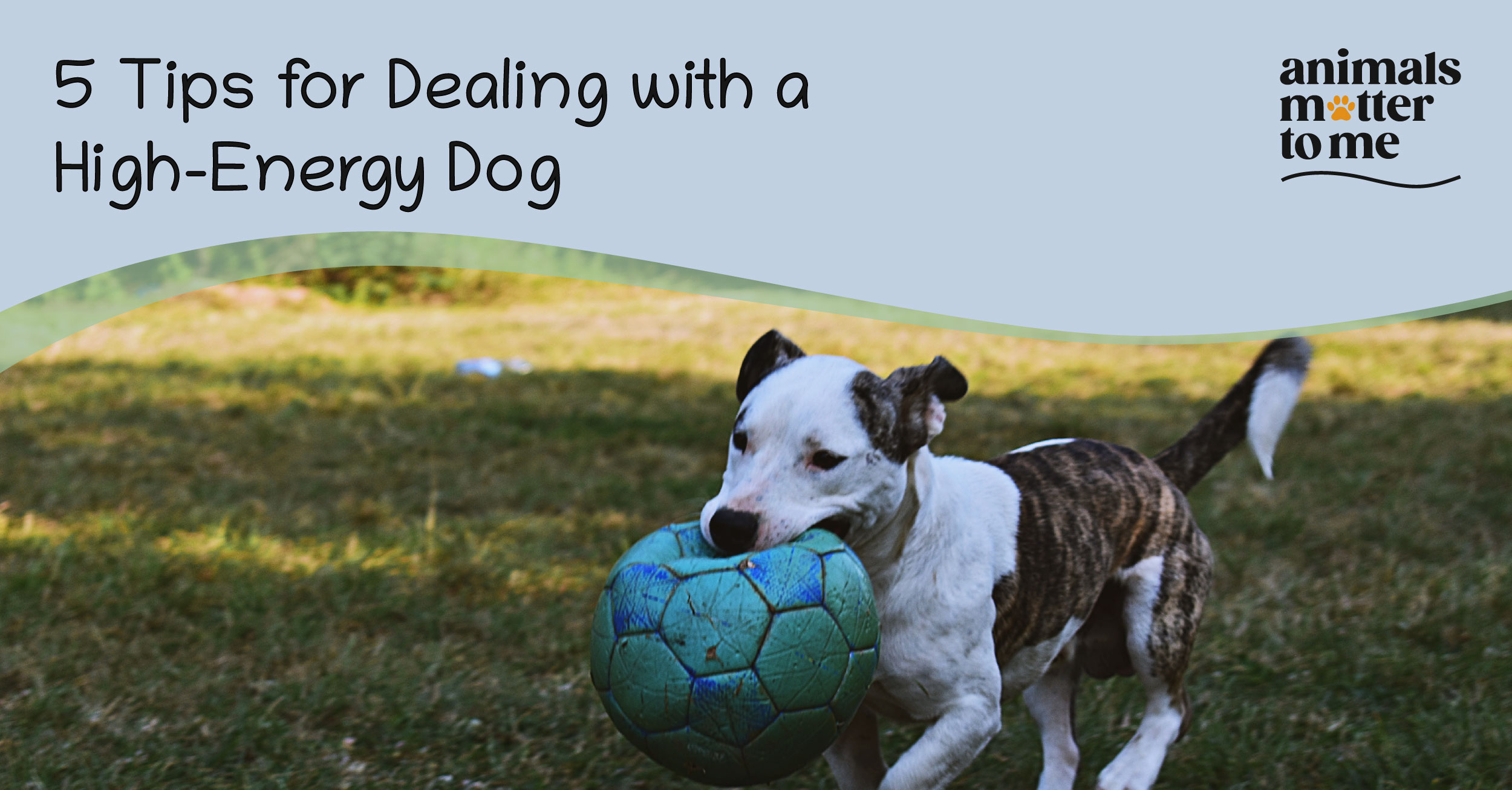 5 tips for dealing with a high-energy dog - Blog Cover