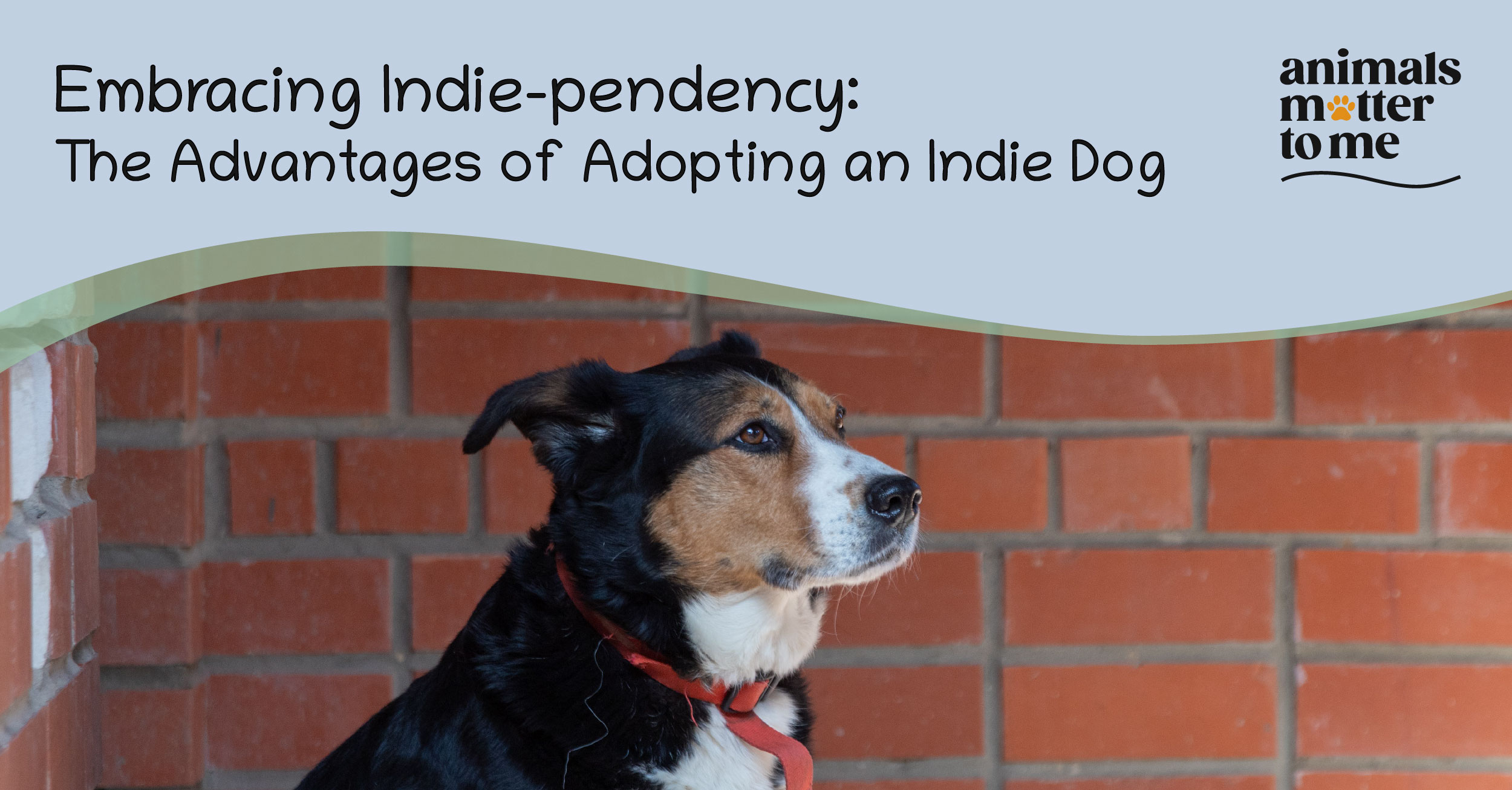Embracing Indie-pendency: The Advantages of Adopting an Indie Dog
