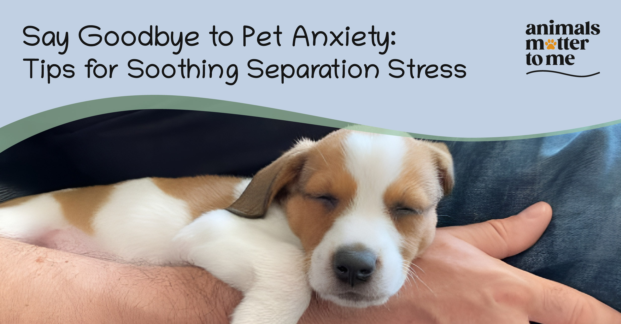 Say Goodbye to Pet Anxiety: Tips for Soothing Separation Stress