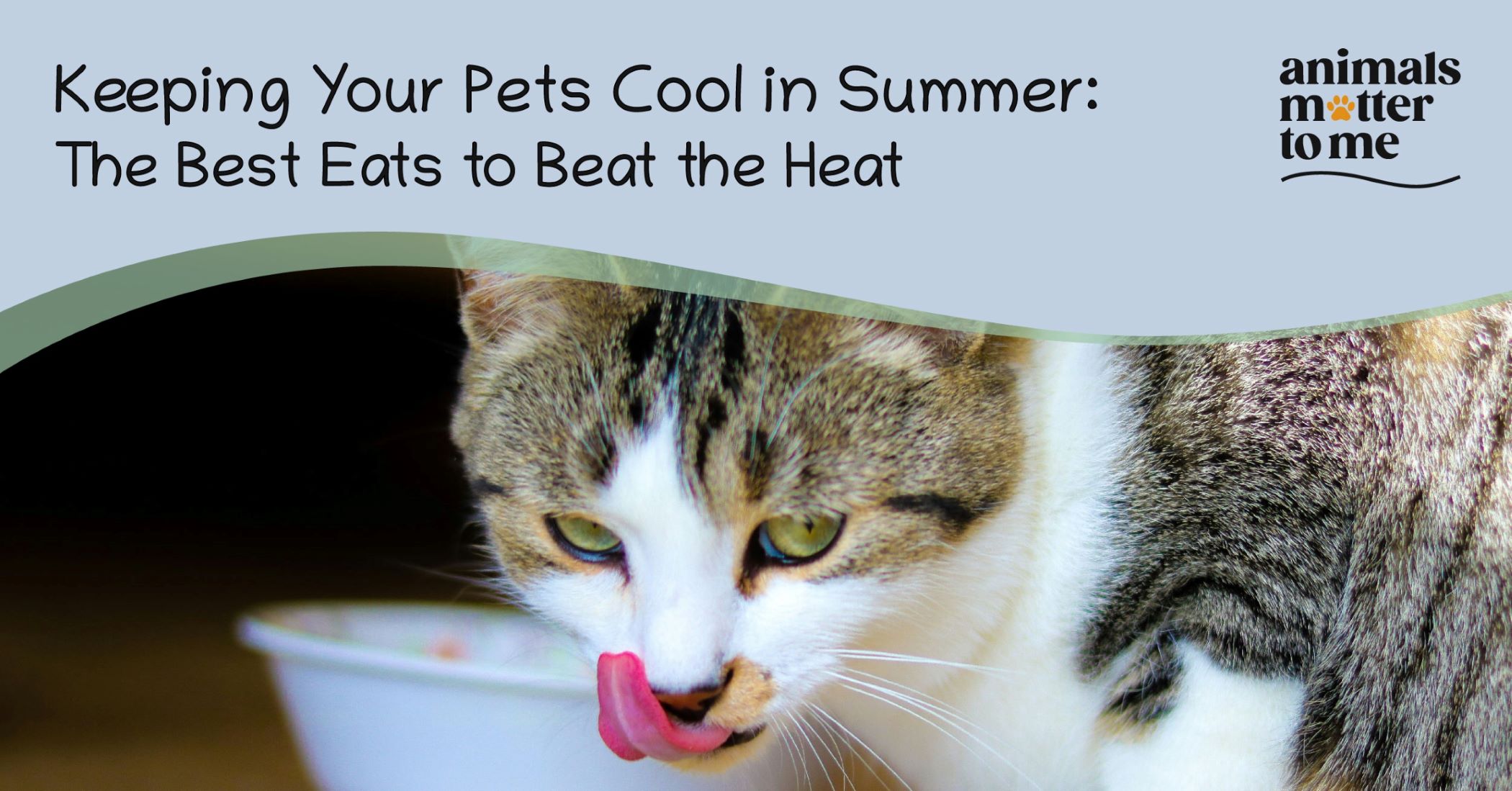 Keeping Your Pets Cool in Summer: The Best Eats to Beat the Heat