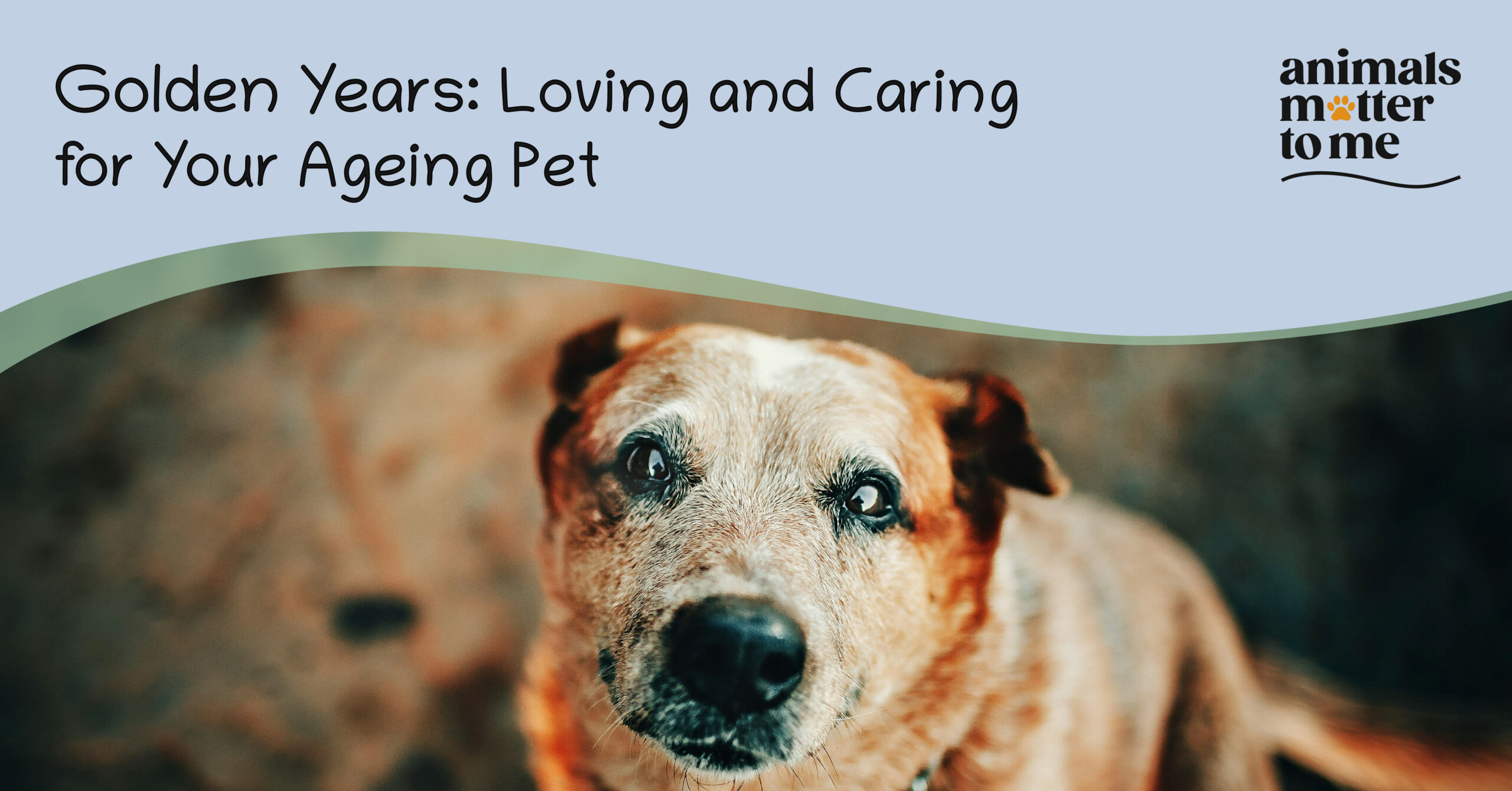 Blog - Golden Years: Loving and Caring for Your Senior Pet
