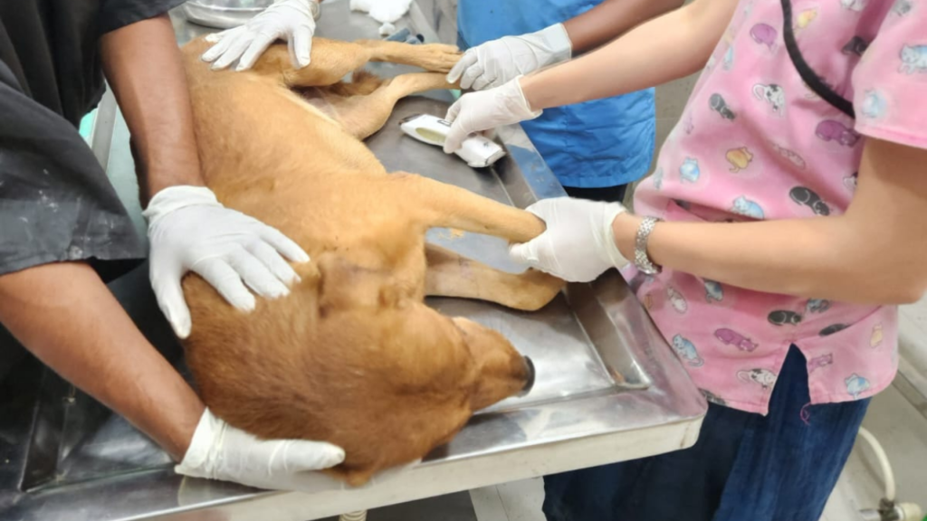 Help Us Give A Second Chance To Hundreds Of Injured and Sick Stray